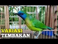 Download Lagu SUARA CUCAK KINOY GACOR TEMBAKAN VARIASI