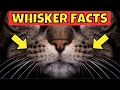 13 Amazing Facts About Cat Whiskers