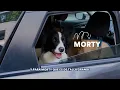 Petco products for traveling by car with your pet