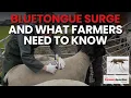 Bluetongue surge and what farmers need to know
