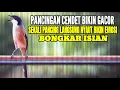 Download Lagu BURUNG CENDET GACOR AMPUH BUAT PANCINGAN CENDET MANAPUN AGAR BUNYI