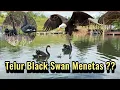 Download Lagu Telur Black Swan Menetas, Angsa Hitam