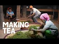 China s OLDEST Tea Farm - Traditional Chinese Tea Production Best Puer Tea EP29 S2