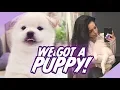 Meet my Shiba Inu Puppy Valkyrae IRL