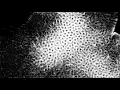 WebGPU Particle Simulation