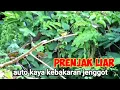 Download Lagu MP3  Prenjak Terancam Ribut Ampuh Memanggil Prenjak Dan Burcil