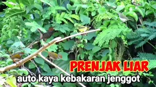 mp3 prenjak terancam ribut ampuh memanggil prenjak dan burcil