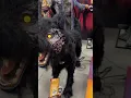 Download Lagu Zombie Dog #halloween #homedepothalloween