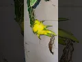 Download Lagu WOW YELLOW DRAGONFRUIT #japan #music  #dragonfruit #tokyo #garden #tropicalfruit #fishing #viral
