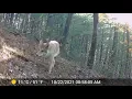 3 5 hours of trail cam s - some as of yet unwatched let me know if you spot Bigfoot
