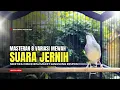 Lagu suara burung CIBLEK GACOR NGEBREN Pancingan Ciblek Semi bahan jadikan ciblek kristal gacor Tarung