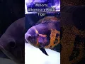 Download Lagu Ikan Oscar Black Tiger