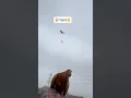 Download Lagu Kabutar par eagle ￼🦅 Ka  😱😱 #shortsfeed #kabootar #pigeon #tranding #shorts #kabutar #birds