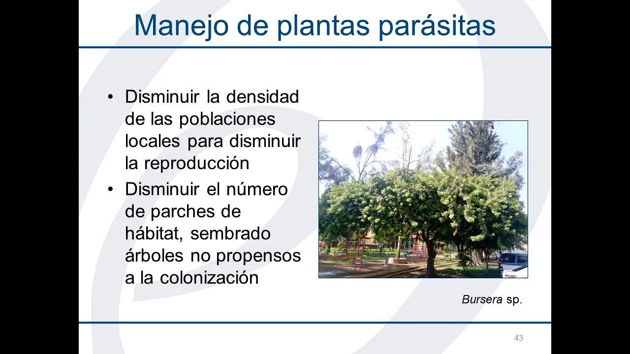 Martínez Garza C 2020 Metapoblaciones Parte1