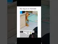 Download Lagu Dogs being idiots part 189l 😂| Funny dogs compilation #funnydog #funnypet #cutedog #dog #dogsworld