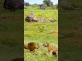 Download Lagu TIGER vs LION | Hutan Gempar! Singa dan Harimau Bertarung Tanpa Ampun #animals #shorts #wildlife