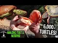 AMAZING TURTLE MORPHS turtle care guide and DIY turtle set up ideas