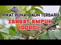 Download Lagu pikat punai daun terbaru paling ampuh sepanjang masa