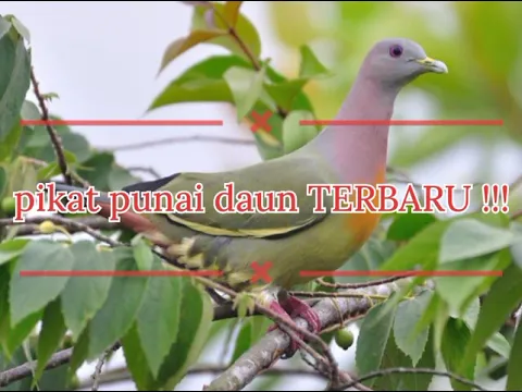 Download MP3 pikat punai daun terbaru