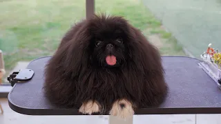 평생 기른 털, 오늘 자릅니다 ✂️