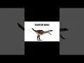 Lagu The sounds that The DODO and Terror Bird could've made..💀#sticknodes  #lifeonotherplanets #birds