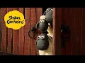 Lagu O que acordou as ovelhas🐑Shaun, o Carneiro [Shaun the Sheep]🐑 Hora Especial🐑| Cartoons Para Crianças