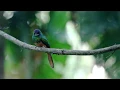 Download Lagu Rufous tailed Jacamar