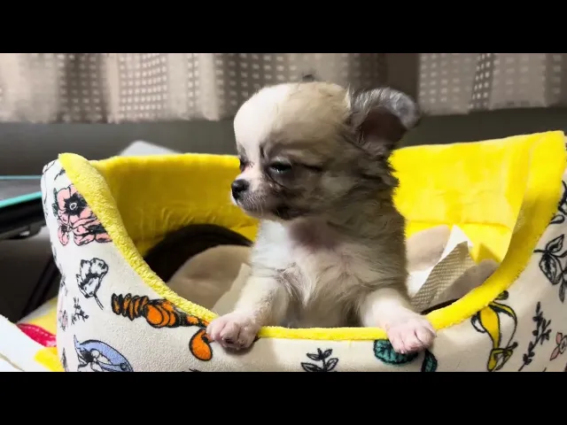 動画