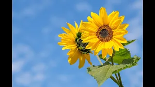 AI UAdid Грай моя скрипонько Smooth Folk Ballad 