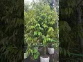 Lagu cara karantina pohon durian setelah di pot dalam karung