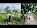 Download Lagu Mango Garden Adventures with My Family 🍃 + Food Stop!