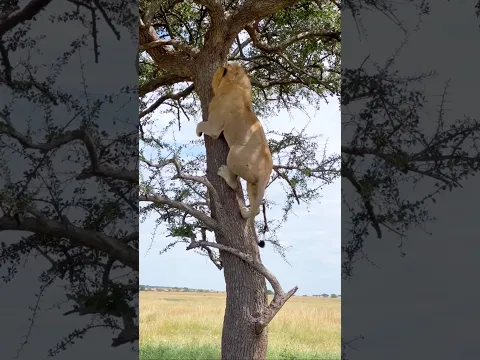 You Won't Believe This Male Lion Climbed a Tree | # #wildilfe #kenya #tanzania