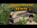 Lagu UNANG HARVEST SA HITO || GRABI ANG LALAKI || February 14, 2026
