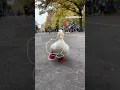 Download Lagu Running Duck (outline trend tiktok)
