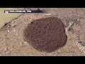 Floating Fire Ants in Columbus Mississippi