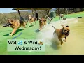 Download Lagu Wet ‘n’ Wild Wednesday 💦🐕🎣🎾🛞