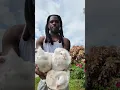 Download Lagu Love your birds 🕊️❤️#pigeonpigeon #bird #kabutar #kabootar #shorts