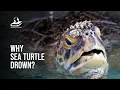 This Is Why Sea Turtles Drown