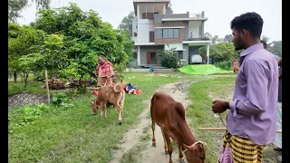 বেচতে গেলে দাম পাইনা কিনতে গেলে দামের জন্য কিনতে পারিনা | Doyel Agro