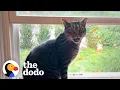 Lagu House Cat Spots Two Stray Kittens In His Backyard, And Then… | The Dodo