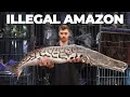 Inside the World s Largest Illegal Exotic Animal Market Tour