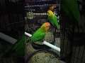 Download Lagu Update Nyasa II #lovebird #nyasa #Short