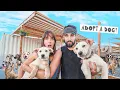 We Saved 200 Dogs from the Streets