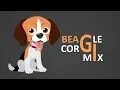 Beagle Corgi Mix - Dog Breed Information