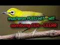 Download Lagu masteran Pleci nembak Gacor wit - wit sambung cerr - ceerrr