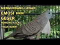 Lagu Perkutut Lokal Gacor Suara Super Kristal - Pancingan Malas Bunyi  (99%AMPUH BANGET)