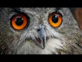 Download Lagu Beberapa Suara Burung Hantu Terbaik - Berbagai Jenis Burung Hantu dan Suaranya - Burung Hantu Bernyanyi - Panggilan Burung Hantu