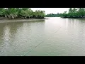 Download Lagu RATUSAN IKAN MENABRAK JARING PADAHAL TEMPATNYA KECIL || REZEKI PASANG JARING DI SUNGAI