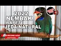 Download Lagu 🔴 Masteran Tengkek Buto Gacor ❗️Jeda Natural ❗️Mudah Ditiru Masteran Cendet Juwara