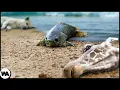 Download Lagu This Is Why Animals Die When This Fish Is Walking on Land